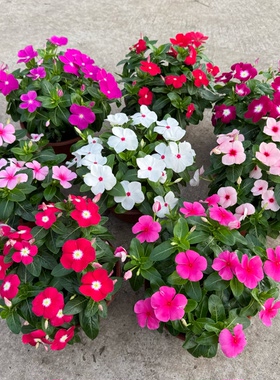 长春花紫荆花阳台夏季耐热
