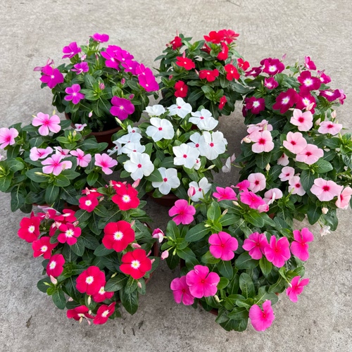 长春花紫荆花阳台夏季耐热