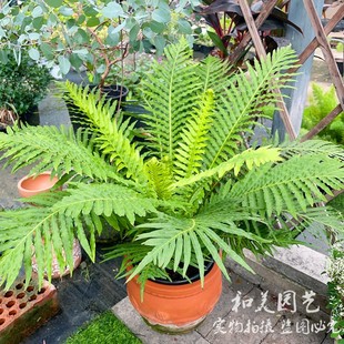 富贵蕨盆栽 彩虹乌毛蕨 荚果蕨 针毛蕨 室内外耐阴多年生蕨类植物