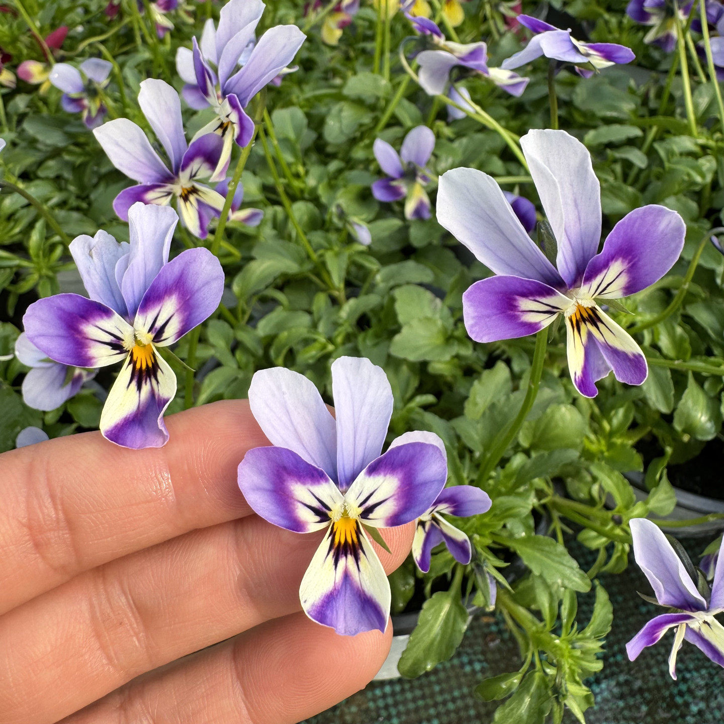 小兔子角堇带花发 耐寒大花三色堇 德古拉礼服 冬季盛开的蝴蝶花,鲜花速递/花卉仿真/绿植园艺,时令草本花卉,淘宝优惠券,粉丝福利购,淘宝优惠卷