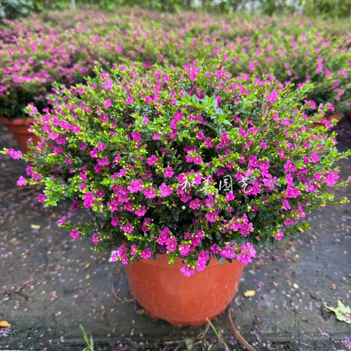 满天星庭院植物和美园艺花期长