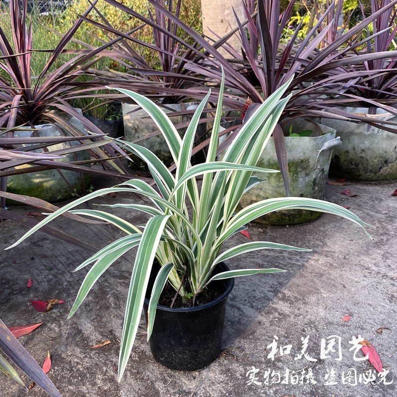 花叶玉婵花 山菅兰花镜花卉山菅兰蓝色乌托邦 庭院水池边造景植物