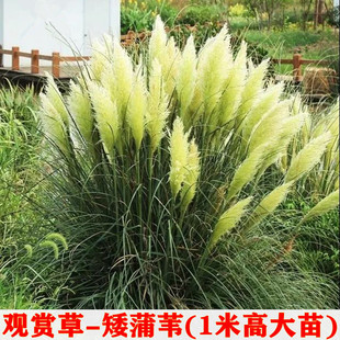 矮蒲苇盆栽 白色彭巴斯 芦苇花 多年生庭院造景中大型观赏草 包邮