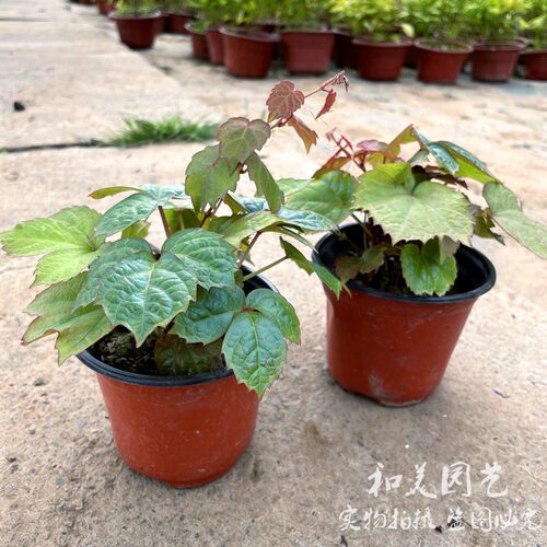 爬山虎爬藤植物庭院露台