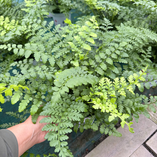 平安蕨大苗 吉姆蕨盆栽 宝石蕨室内易养绿植 翠叶优美蕨类植物