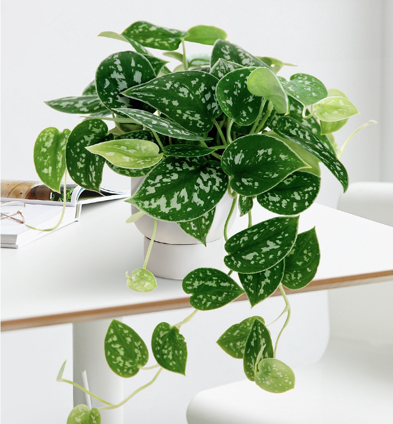 大叶银斑葛小叶银斑葛  稀有小叶绿萝 室内常绿植物 包邮