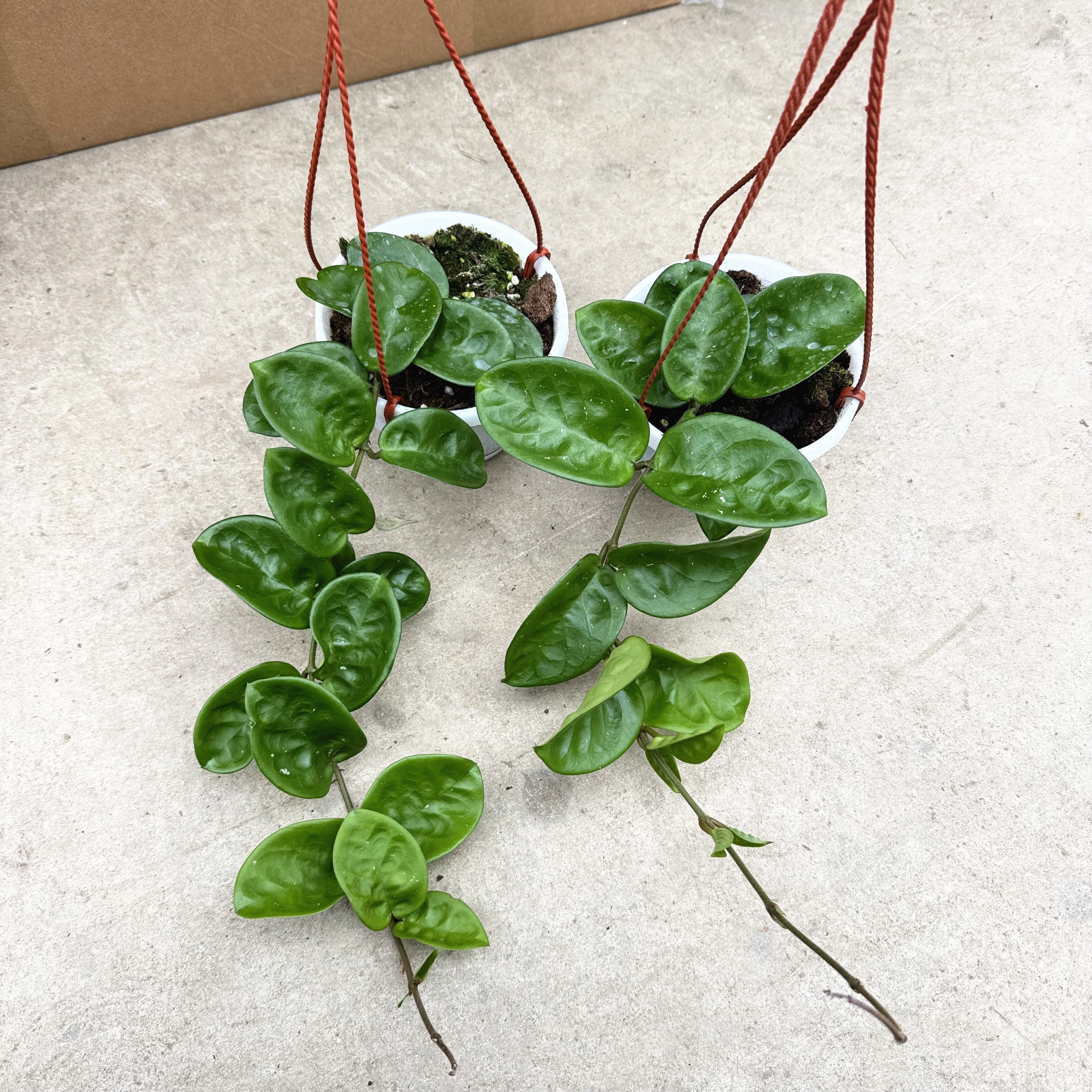 球兰盆栽雪梅花绣球花 室内半阴花卉爬藤球兰 多年生球兰大苗包邮