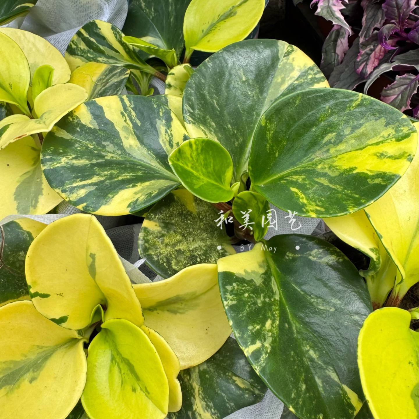豆瓣绿小盆栽 翡翠椒草 豆瓣绿 碧玉 水培土培四季常青 包邮