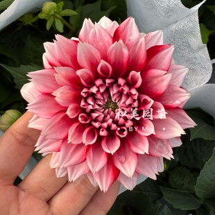 新品小丽花盆栽 草莓冰沙 芒果西瓜 庭院阳台花卉大丽花 小丽菊