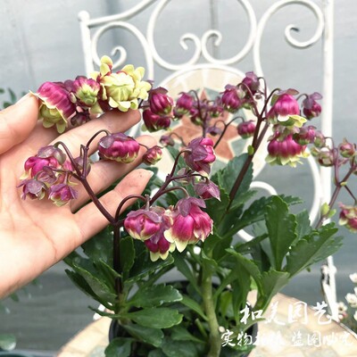 易养重瓣宫灯长寿客厅垂吊长寿