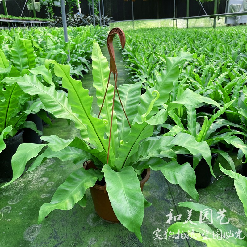 维纳斯鸟巢蕨盆栽 室内耐阴观叶植物吸甲醛 防辐射 可水培 包邮