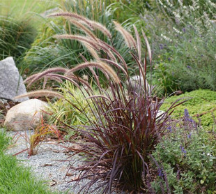 观赏草紫叶狼尾草 小兔子狼尾草火焰狼尾草 毛冠草多年生花镜地被