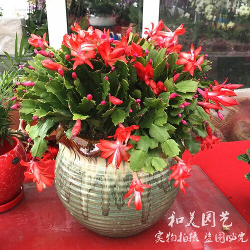 仙指兰蟹爪兰带花苞发