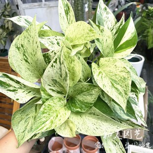 耐荫易养ins风观叶植物 快乐叶子 可水培 花叶绿萝 大理石皇后
