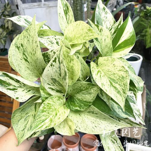 大理石皇后室内净化空气养易