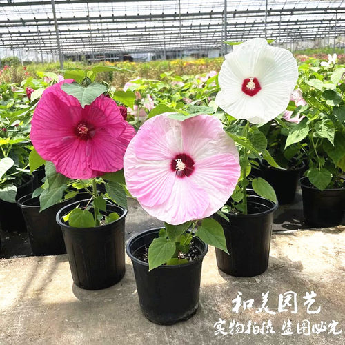 大花芙蓉葵多年生庭院夏秋花朵大