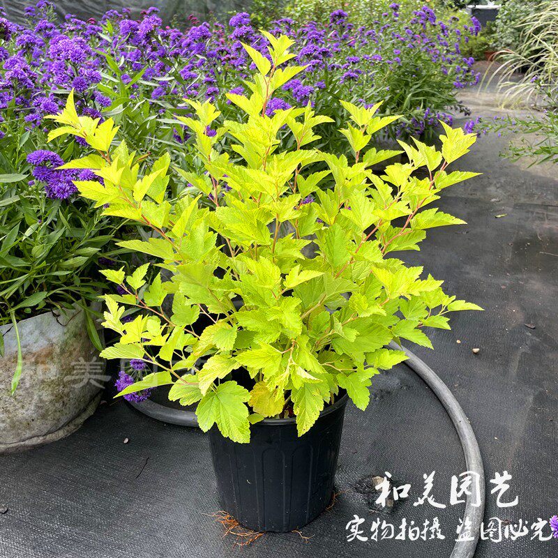 金叶风箱果 紫叶风箱果 庭院花镜植物 多年生彩叶灌木  包邮