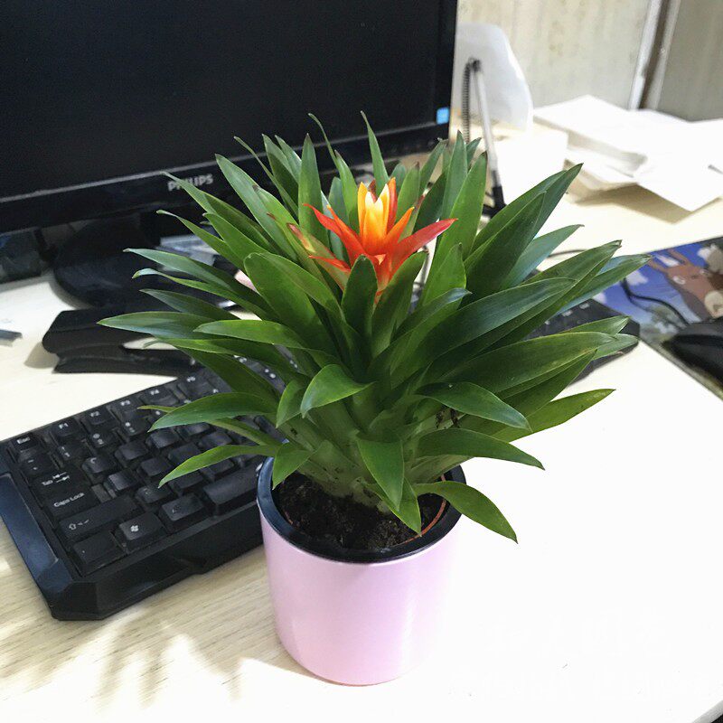 电脑宝贝盆栽 桌面小型空气凤梨小盆栽 包邮