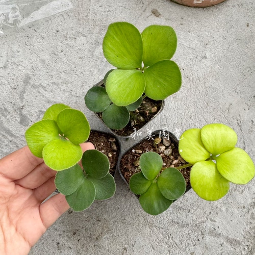 禅意小植物墨西哥小铁树和美园艺