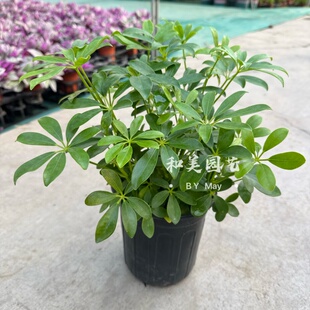 鸭脚木盆栽 七叶莲盆栽 四季常青盆栽绿植 鹅掌木 耐阴常绿易养