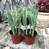 包邮 进口郁金香盆栽带花苞耐寒荷兰郁金香成品 庭院阳台盆栽花卉