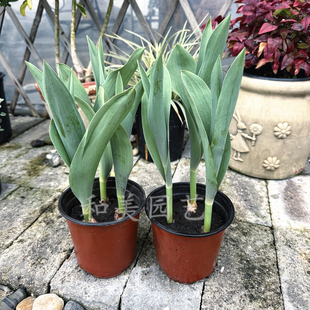包邮 进口郁金香盆栽带花苞耐寒荷兰郁金香成品 庭院阳台盆栽花卉