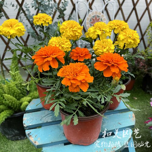 孔雀草花苗重瓣万寿菊花花期长