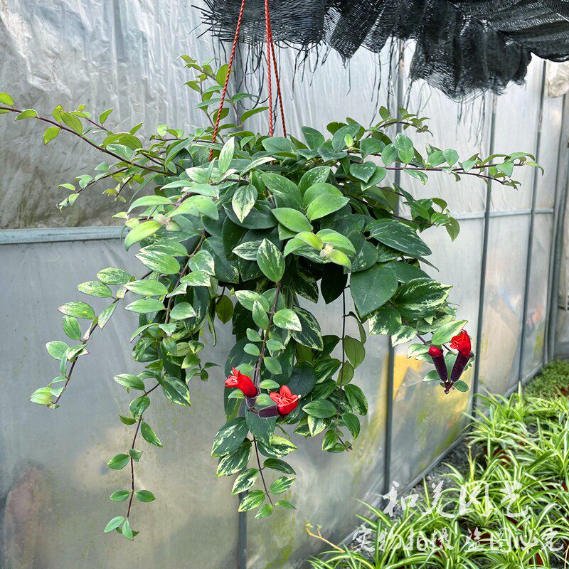 进口小叶翡翠口红吊兰盆栽 花蔓草 口红花 室内耐阴垂吊花卉 包邮