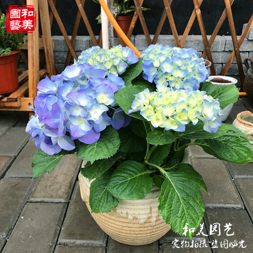 八仙花进口大花绣球无尽夏多年生