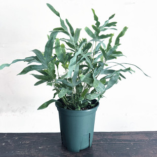 新品蓝星蕨 蓝星水龙骨室内耐阴银色观叶盆栽 网红蓝色贯众蕨易养