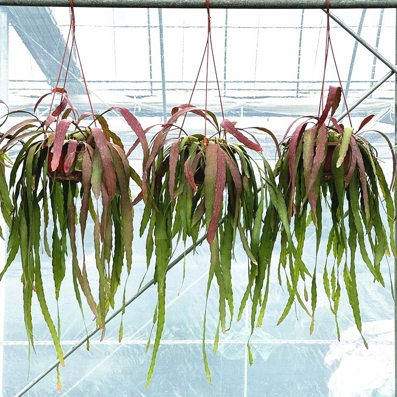 红叶丝苇小叶丝苇 热带雨林植物 室内易养长藤 耐旱垂吊观叶植物