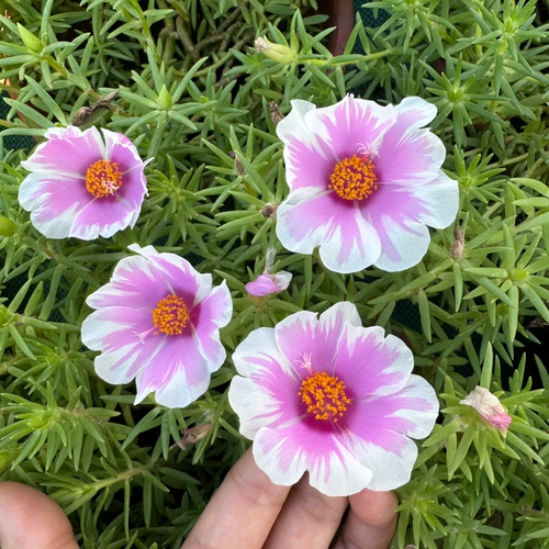 耐热太阳花盆栽重瓣马齿苋