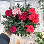 冬春阳台花卉 耐寒精致康乃馨盆栽带花 温馨石竹康乃馨 花期较长