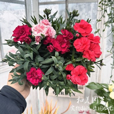 耐寒精致康乃馨盆栽带花