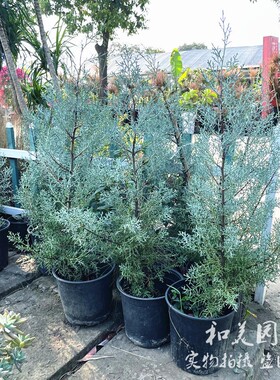 蓝冰柏盆栽大苗 蓝色天堂蓝剑柏 庭院常绿乔木  耐寒花镜松柏树