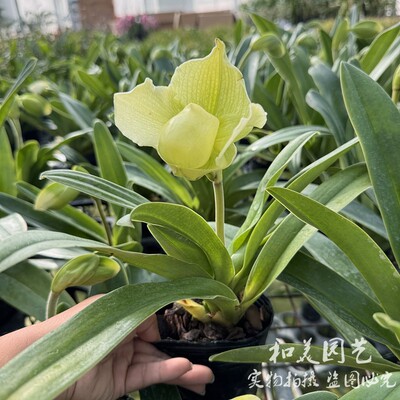 绿肉饼兜兰 玉女兜兰盆栽  含苞待放天鹅颈  桌面高档兰花小盆栽