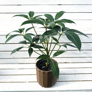 日本大叶伞保罗 网红易养观叶植物 室内有氧绿植 净化空气