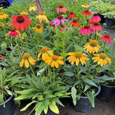 松果菊阳台庭院夏季花期长