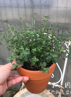 香草盆栽百里香室内外美观