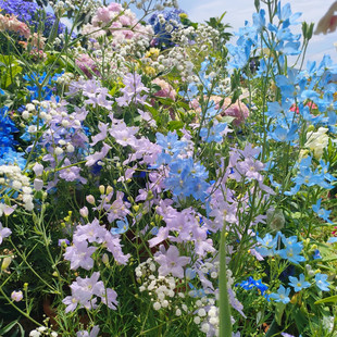 小花飞燕草 大花飞燕草盆栽 庭院花镜植物大苗 花园中后景植物