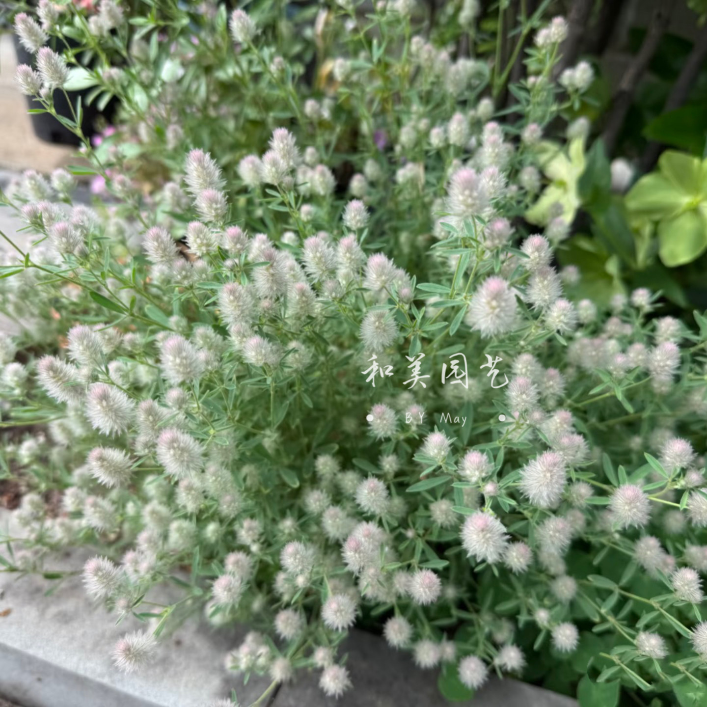 三叶兔尾草盆栽 庭院阳台观赏草盆栽  萌萌可爱兔尾草花镜植物