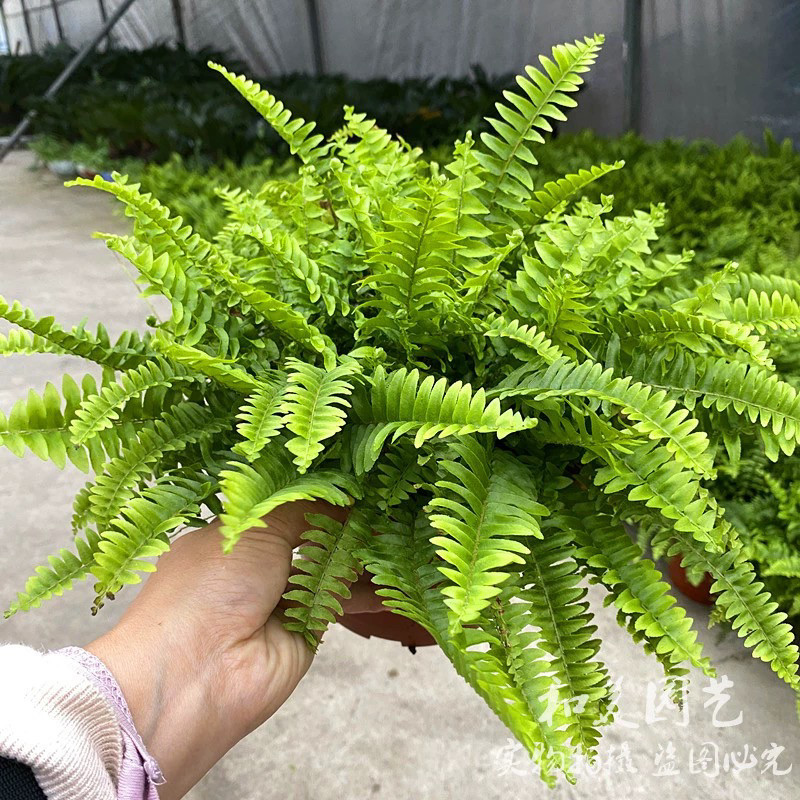 耐阴常绿 波士顿蕨 蜈蚣草  波士顿厥 霸王蕨 垂吊绿植 耐阴绿植,鲜花速递/花卉仿真/绿植园艺,绿植,淘宝优惠券,粉丝福利购,淘宝优惠卷