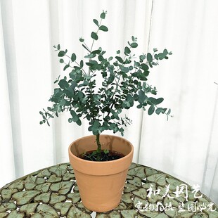 棒棒糖尤加利盆栽 耐寒庭院多年生银色盆栽银水滴网红观叶植物