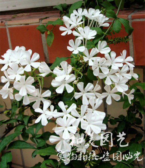 白雪花盆栽 庭院阳台盆栽花卉 白雪花  耐热 喜阳 花期长 包邮