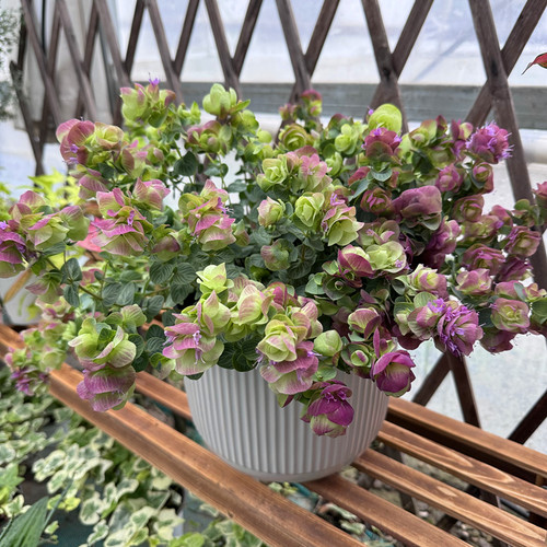 观赏牛至折纸画多年生观叶植物
