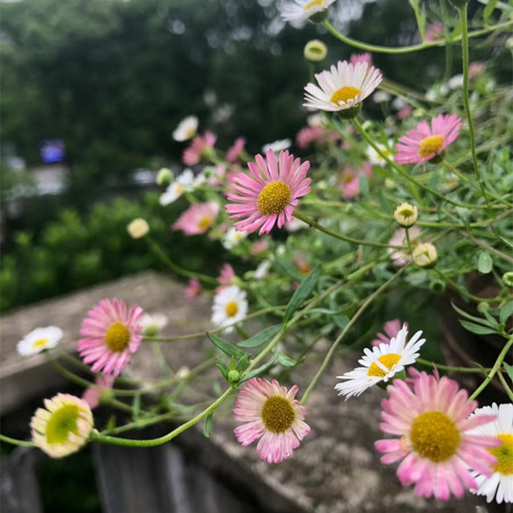 墨西哥飞逢大盆带花苞 庭院多年生宿...