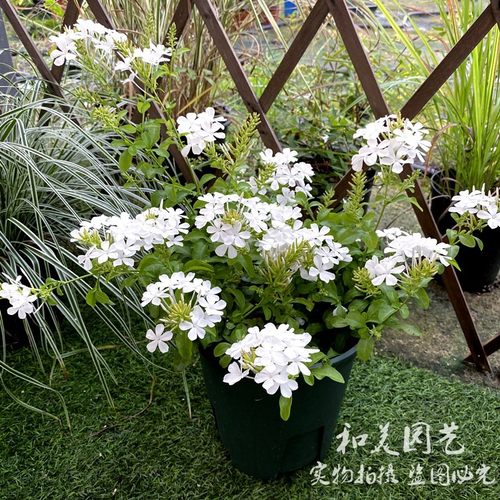 蓝雪花攀爬原土发货盆包