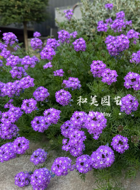 美女樱庭院阳台小绣球花期长