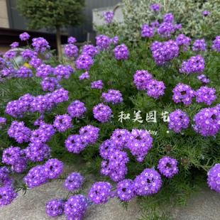 美女樱盆栽成品带花发 艳丽细叶美女樱 耐寒小绣球 垂吊匍匐花卉