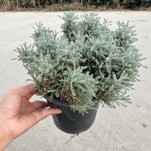 绵杉菊 银香菊盆栽 雪之珊瑚礁  庭院阳台多年生银色系花镜植物